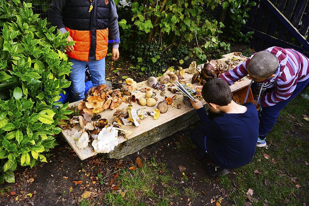 enfants qui observent et identifient de nombreux champignons disposés sur une grande caisse en carton dans le jardin de l'école